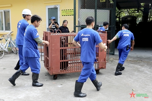 Tổ chức động vật châu Á tiếp nhận một cá thể gấu ngựa từ xã Phụng Thượng, Hà Nội

